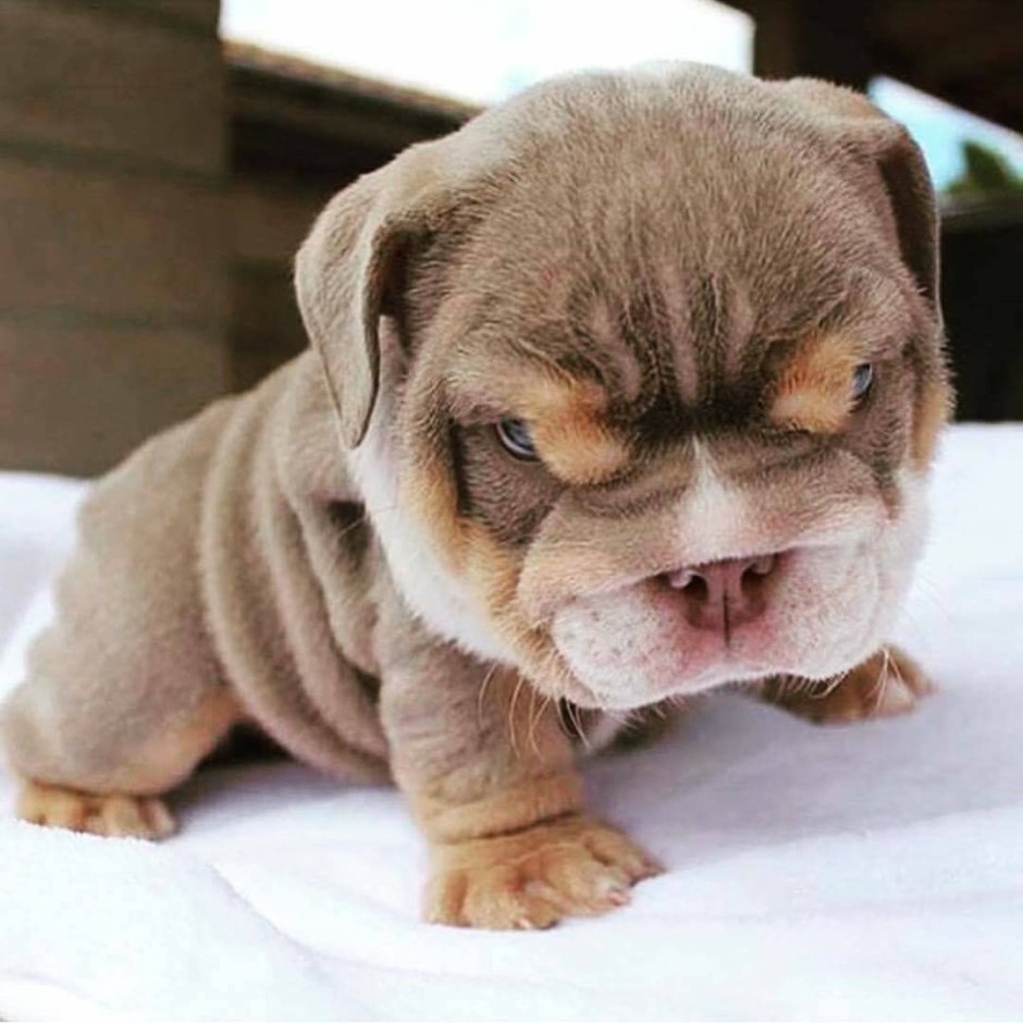 Щеночек злится