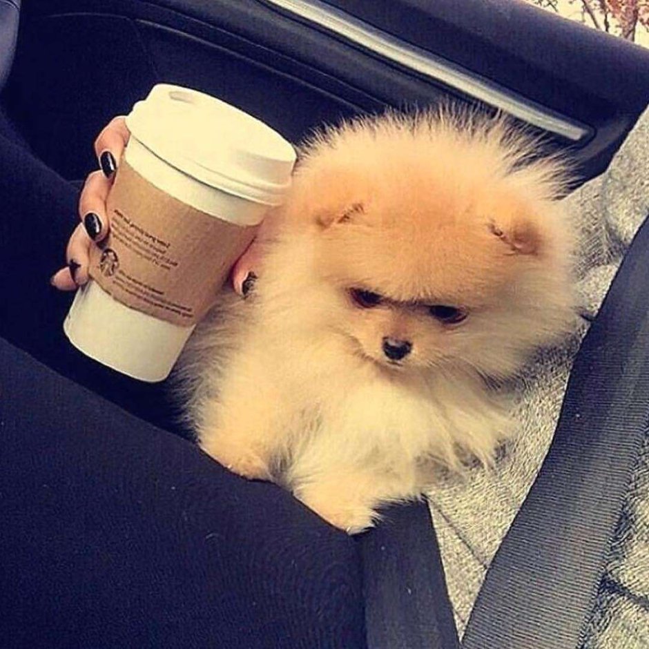 Померанский шпиц в кружке