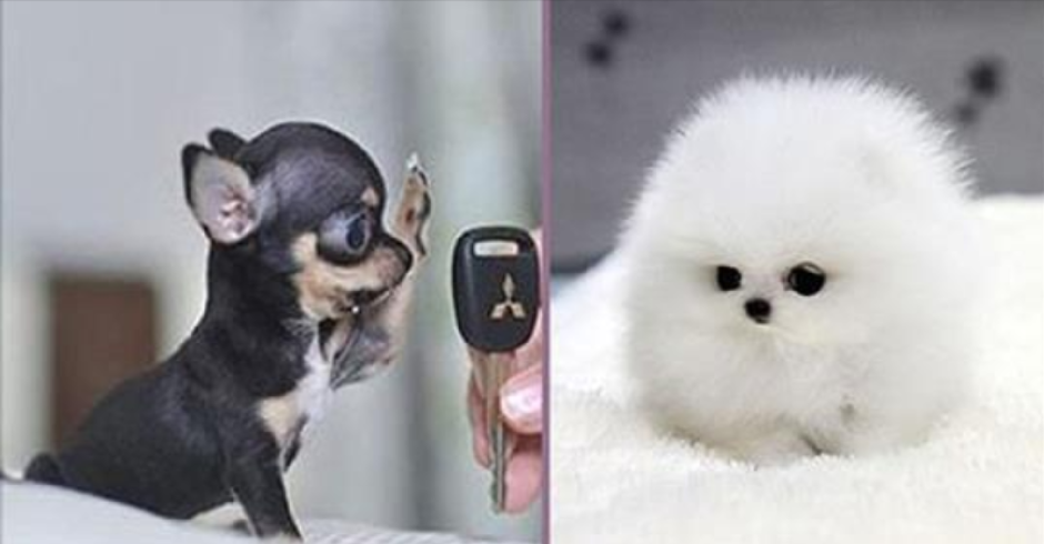 Маленькие собаки которые не растут