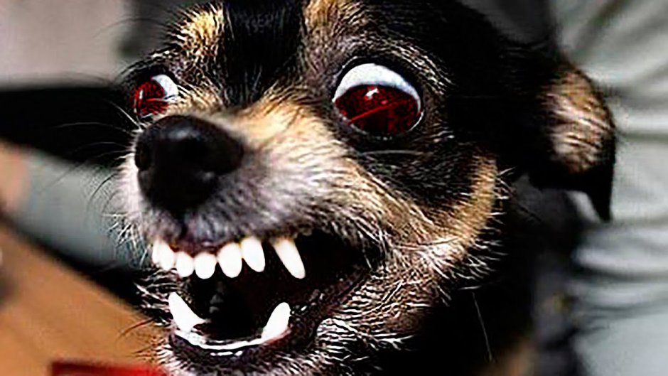 Маленькие злобные собаки