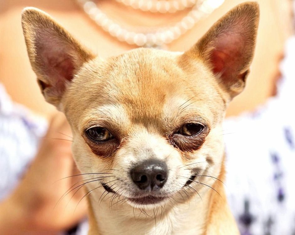 Корги деняк