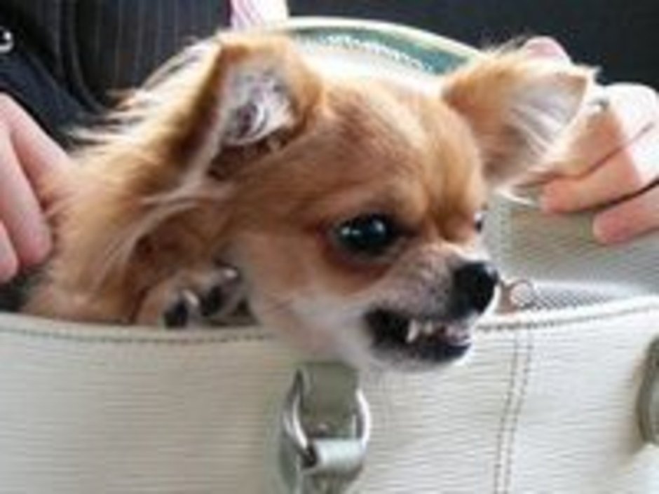 Злая собака чихуахуа