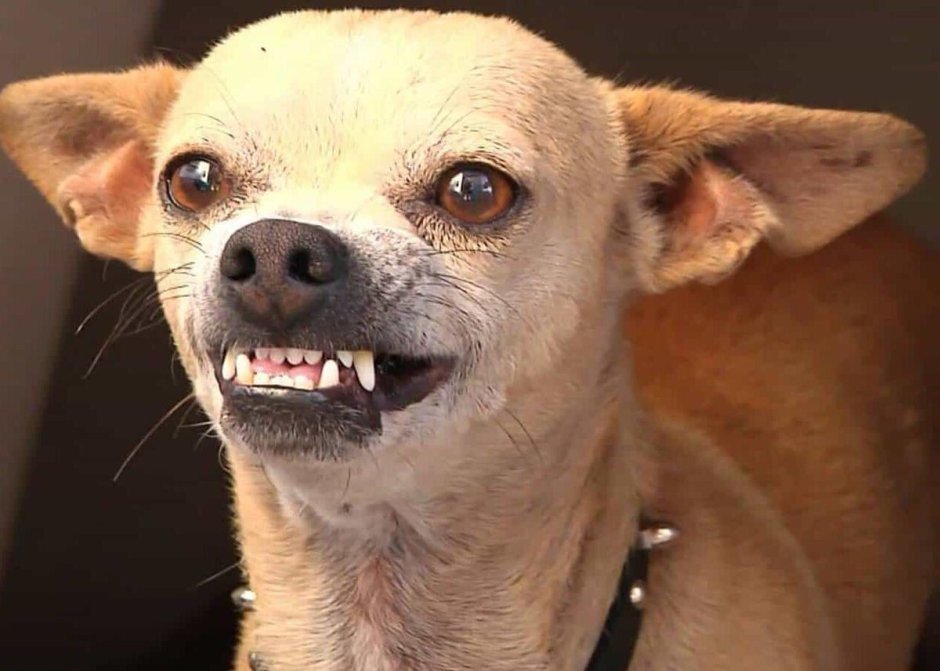 Чихуахуа Хуа злая