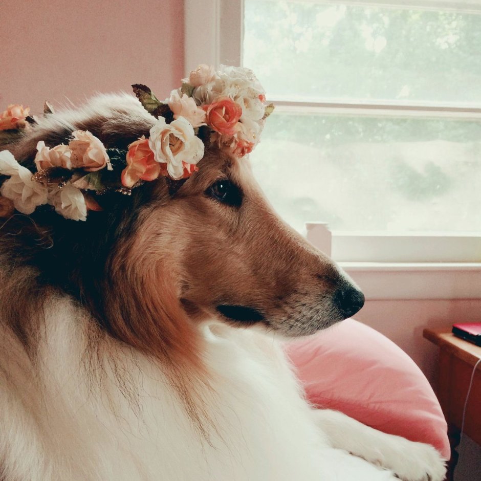 Собака Эстетика колли