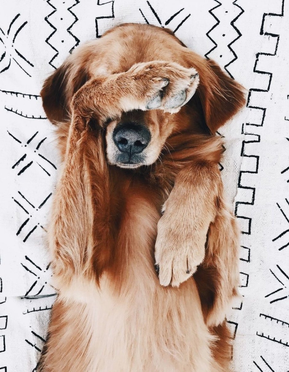 Милые собаки
