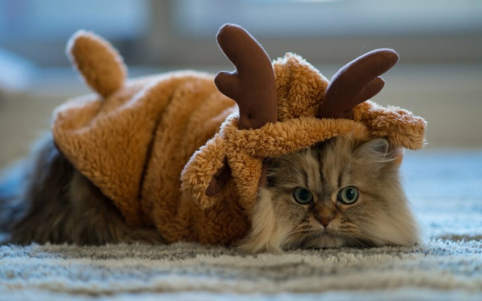 Кот с оленьими рожками