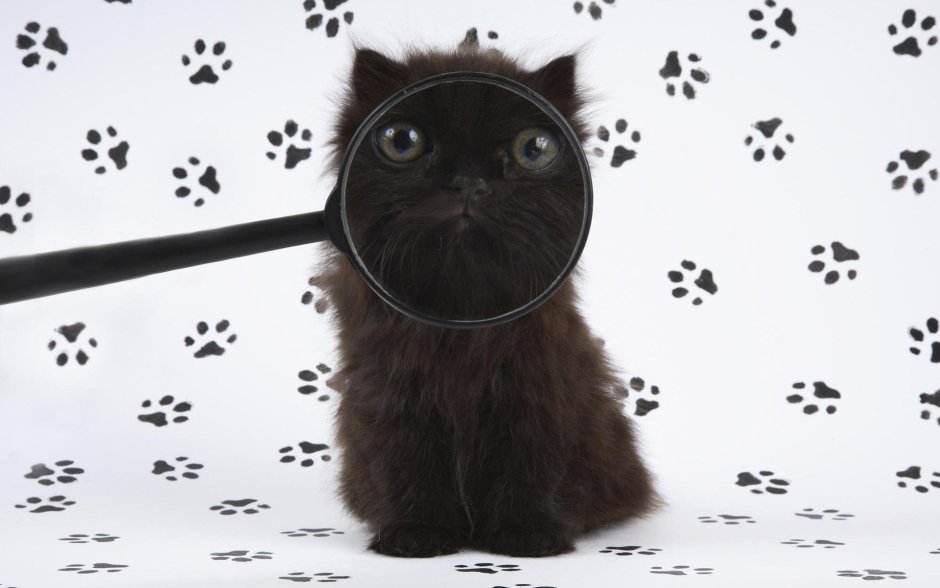 Котики смешные
