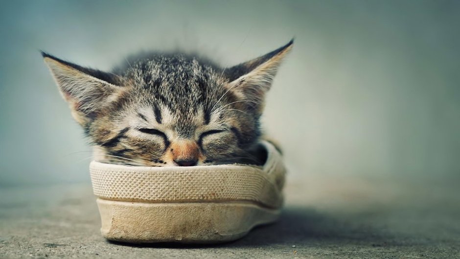 Смешные котята