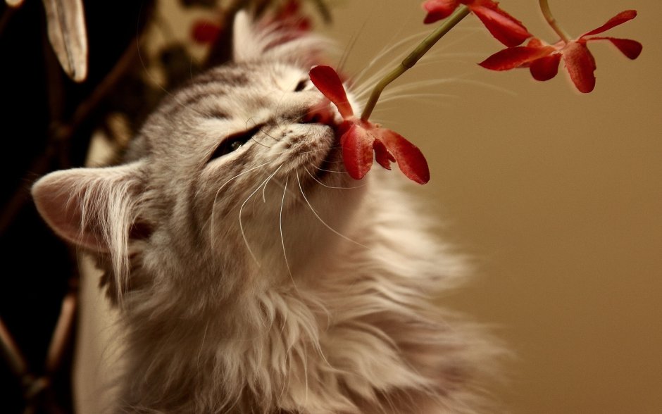 Котик с цветочком