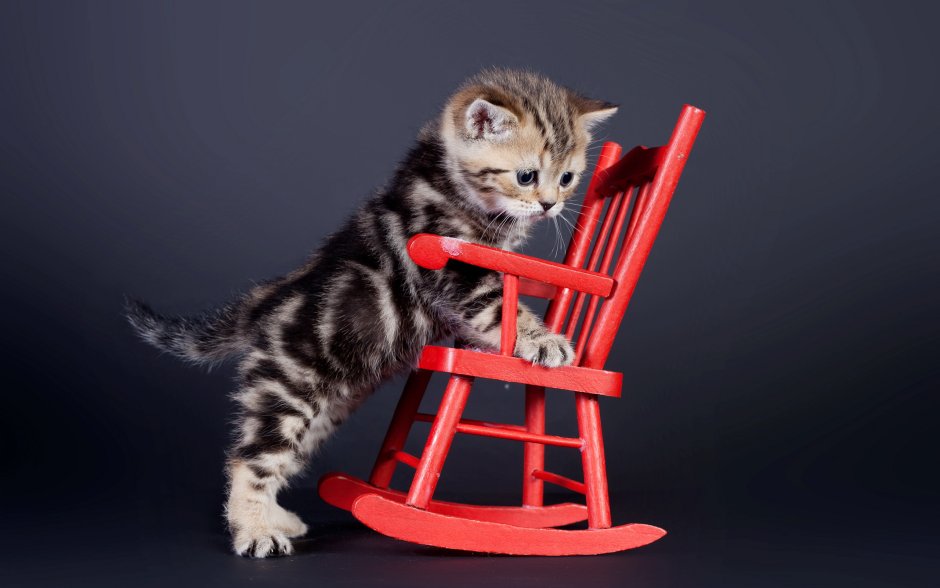 Смешные котята