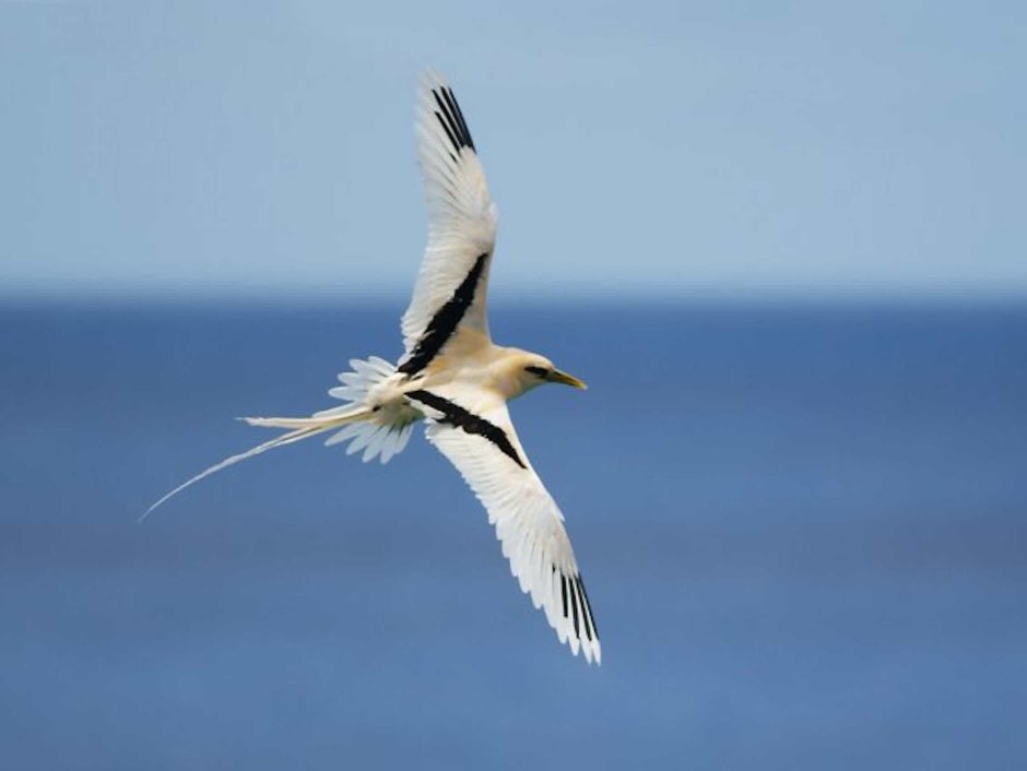 Phaethon lepturus