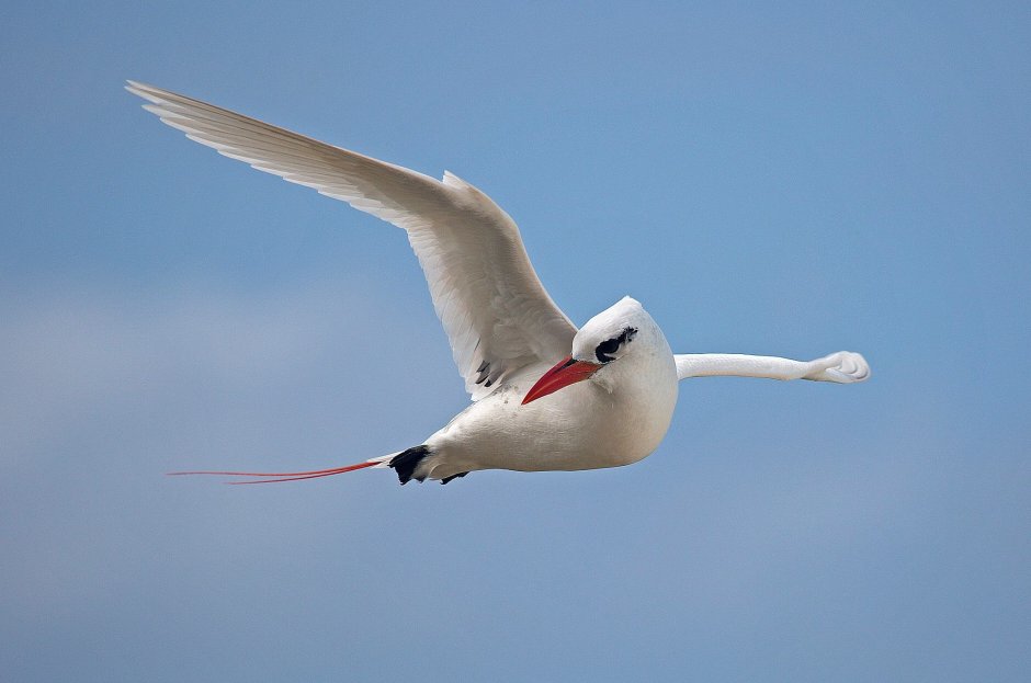 Phaethon lepturus