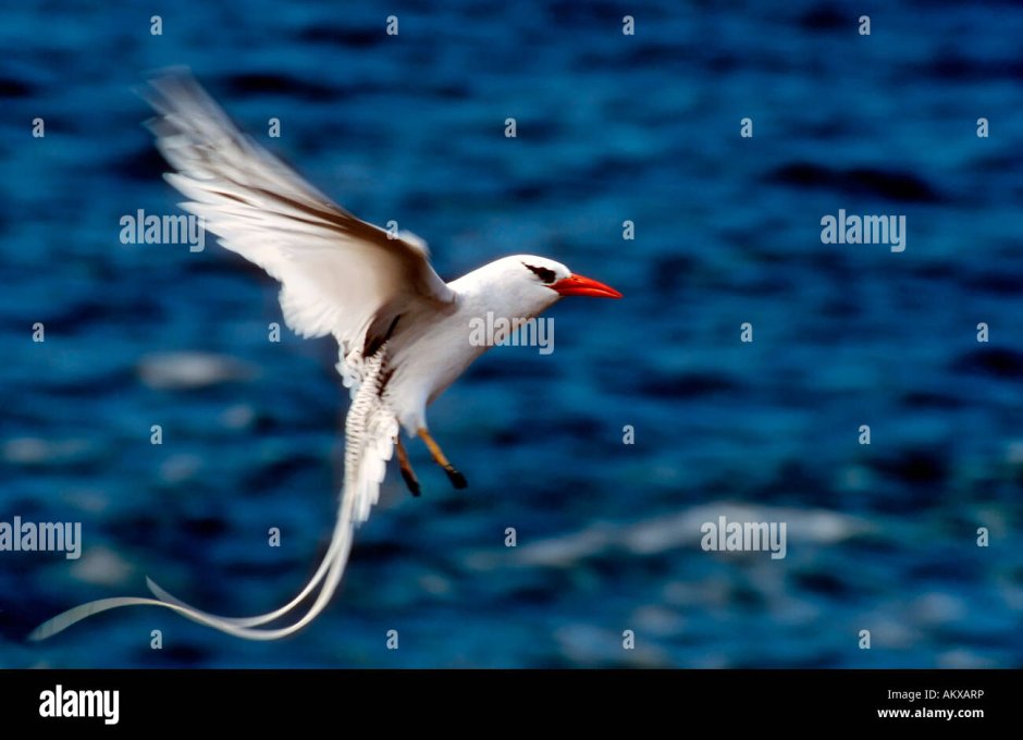 Phaethon lepturus