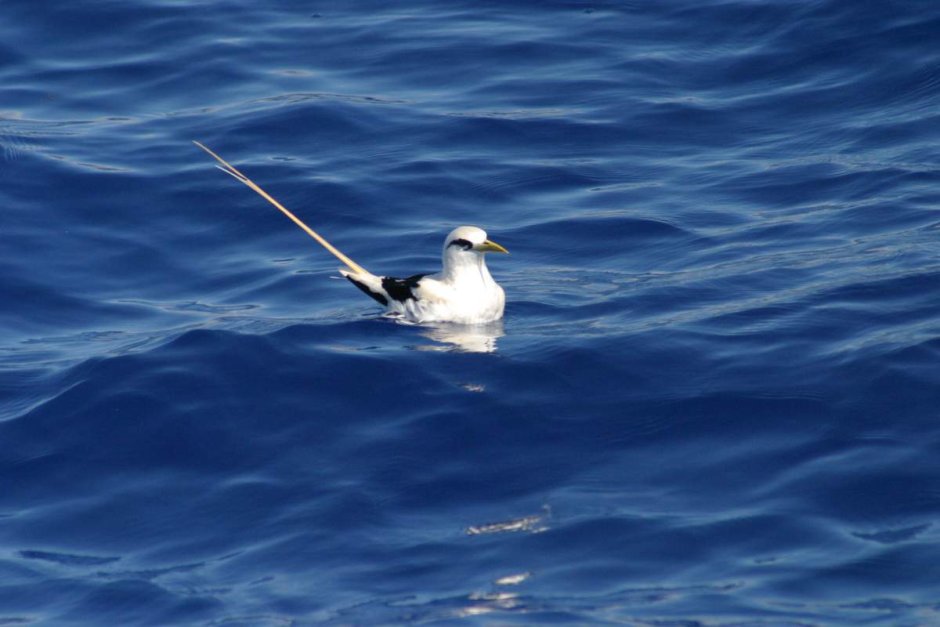 Phaethon Aethereus