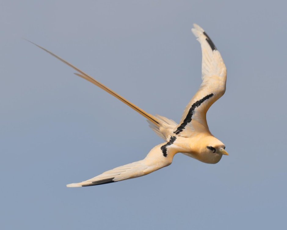 Red tailed Tropicbird