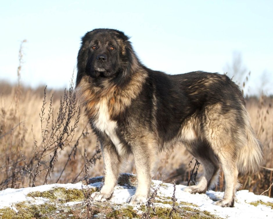 Кавказская овчарка