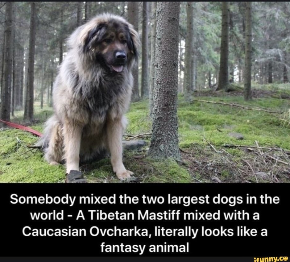 Каракачанская овчарка
