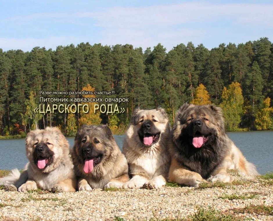 Кавказская овчарка Царский род