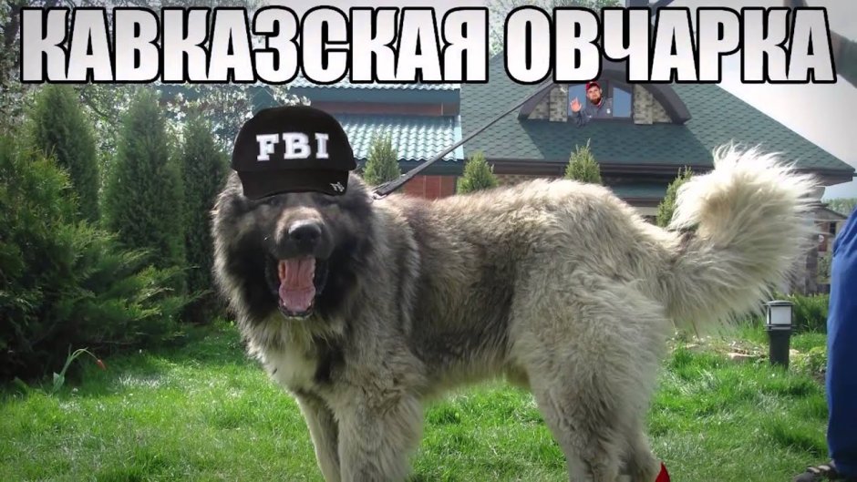 Кавказская овчарка прикол