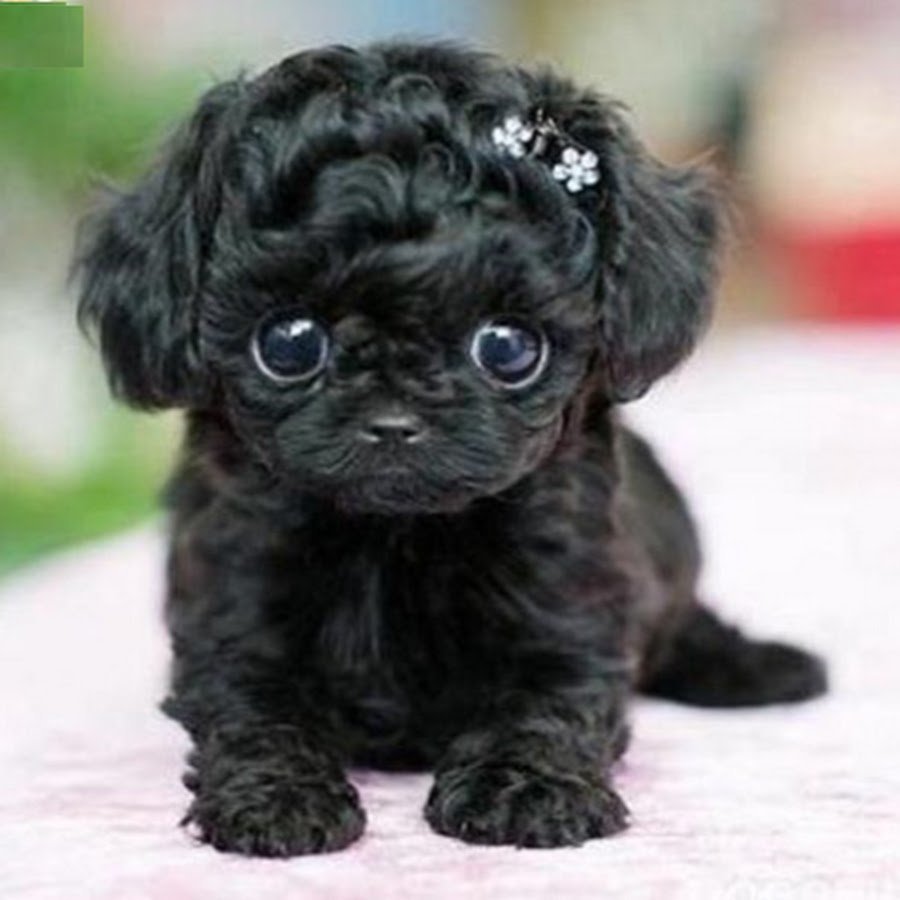 Мини собачка порода черная