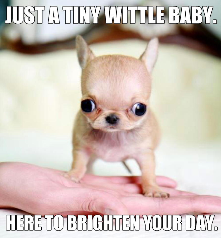 Карликовый чихуахуа