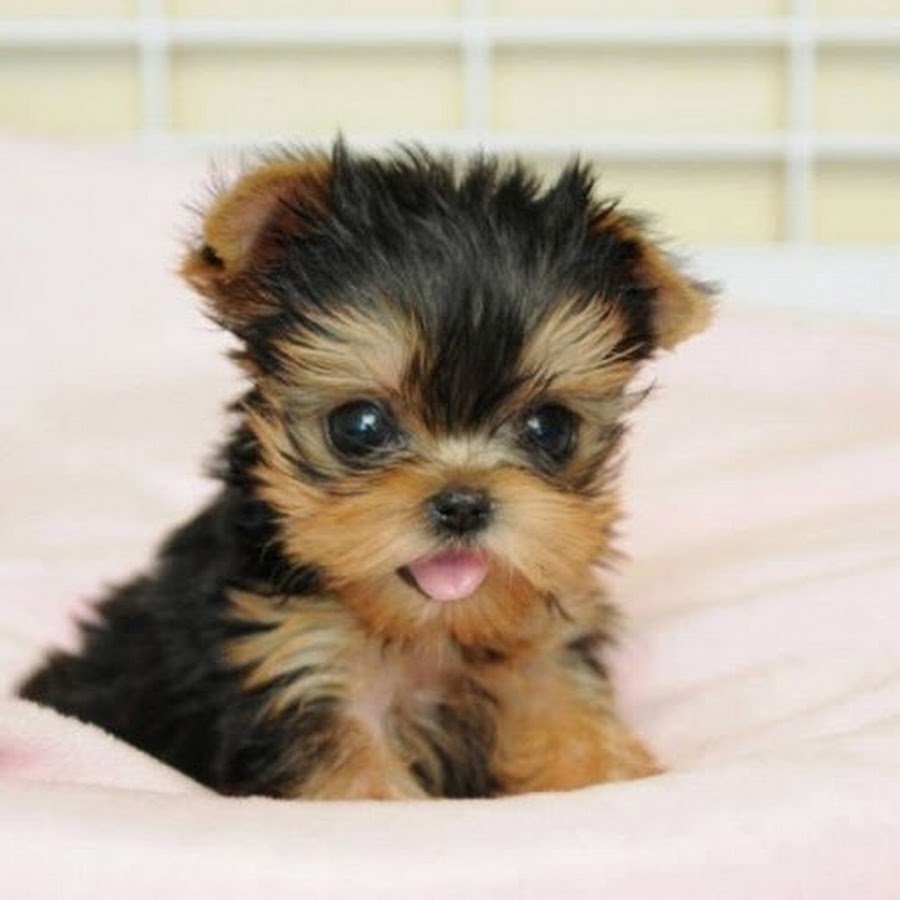 Йоркширский терьер мини