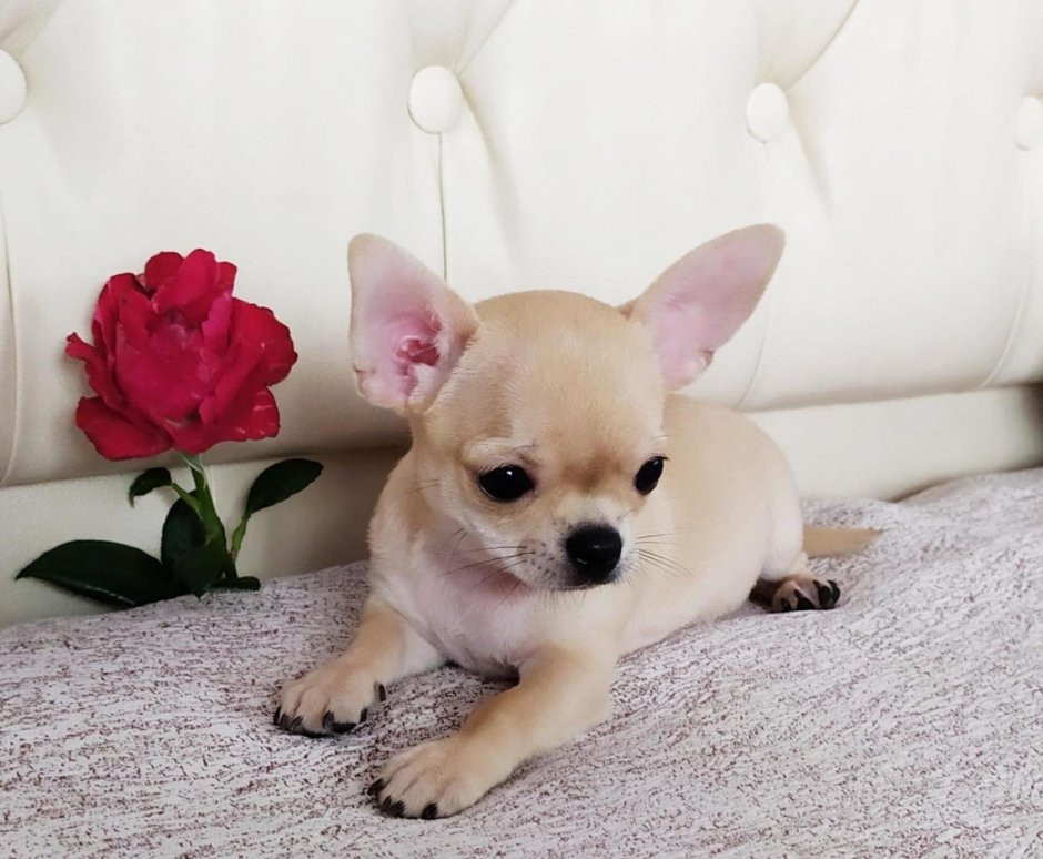 Собака чихуахуа мини