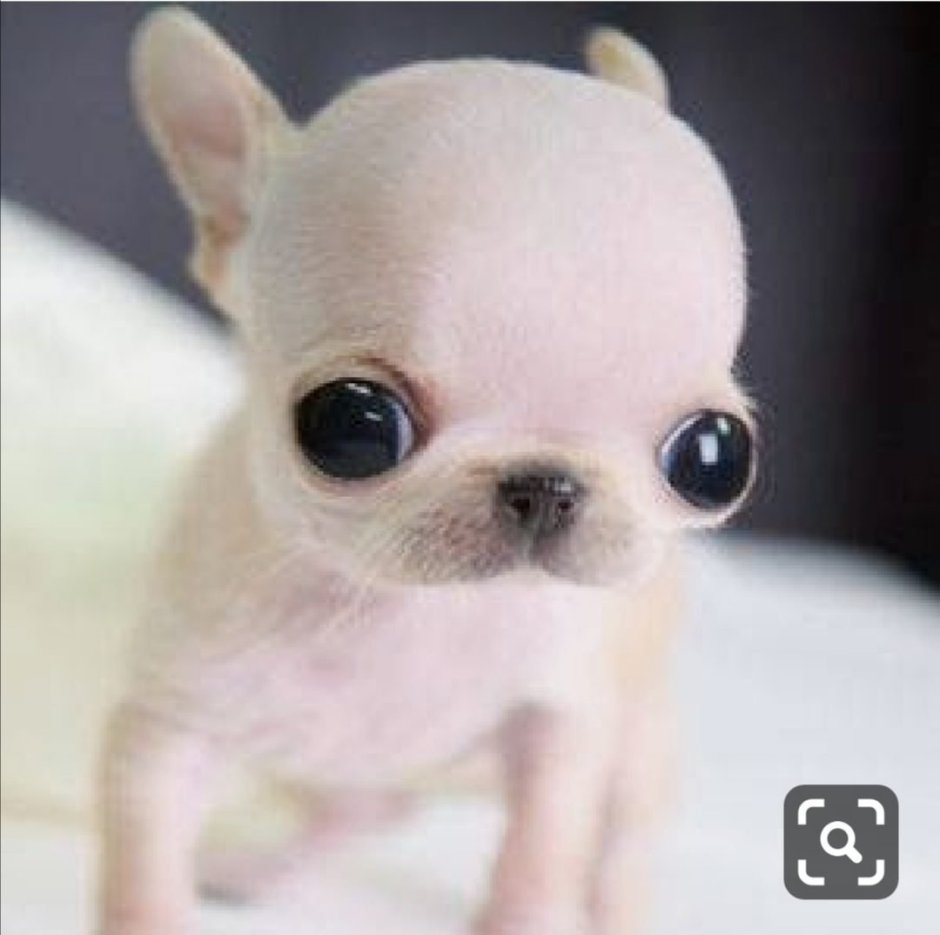 Лупоглазый чихуахуа