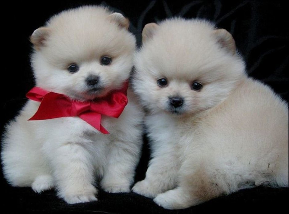 Померанский шпиц Медвежонок