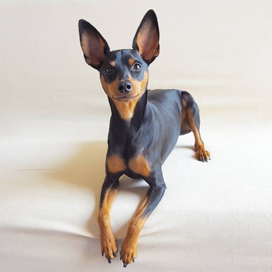 Голубой Цвергпинчер