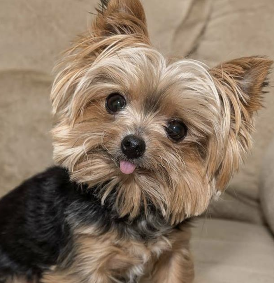 Йоркширский терьер коротконогий