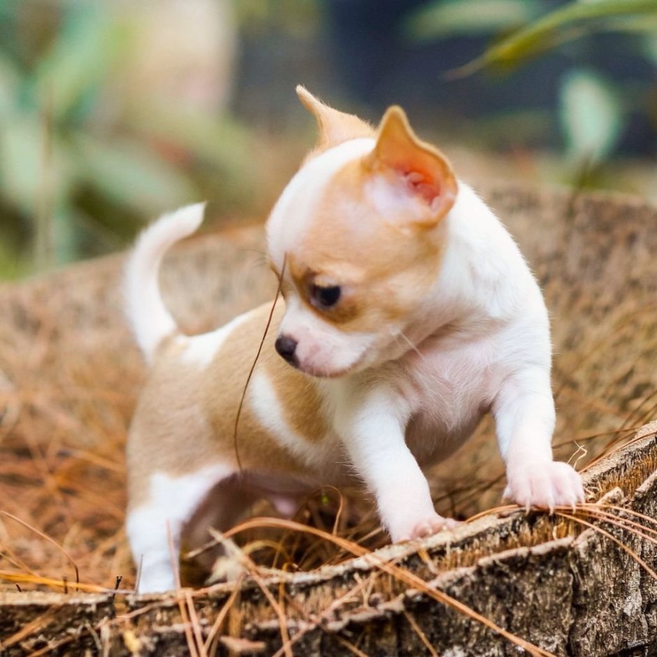 Кутята чихуахуа