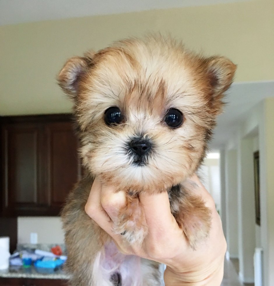 Micro Morkie Puppy