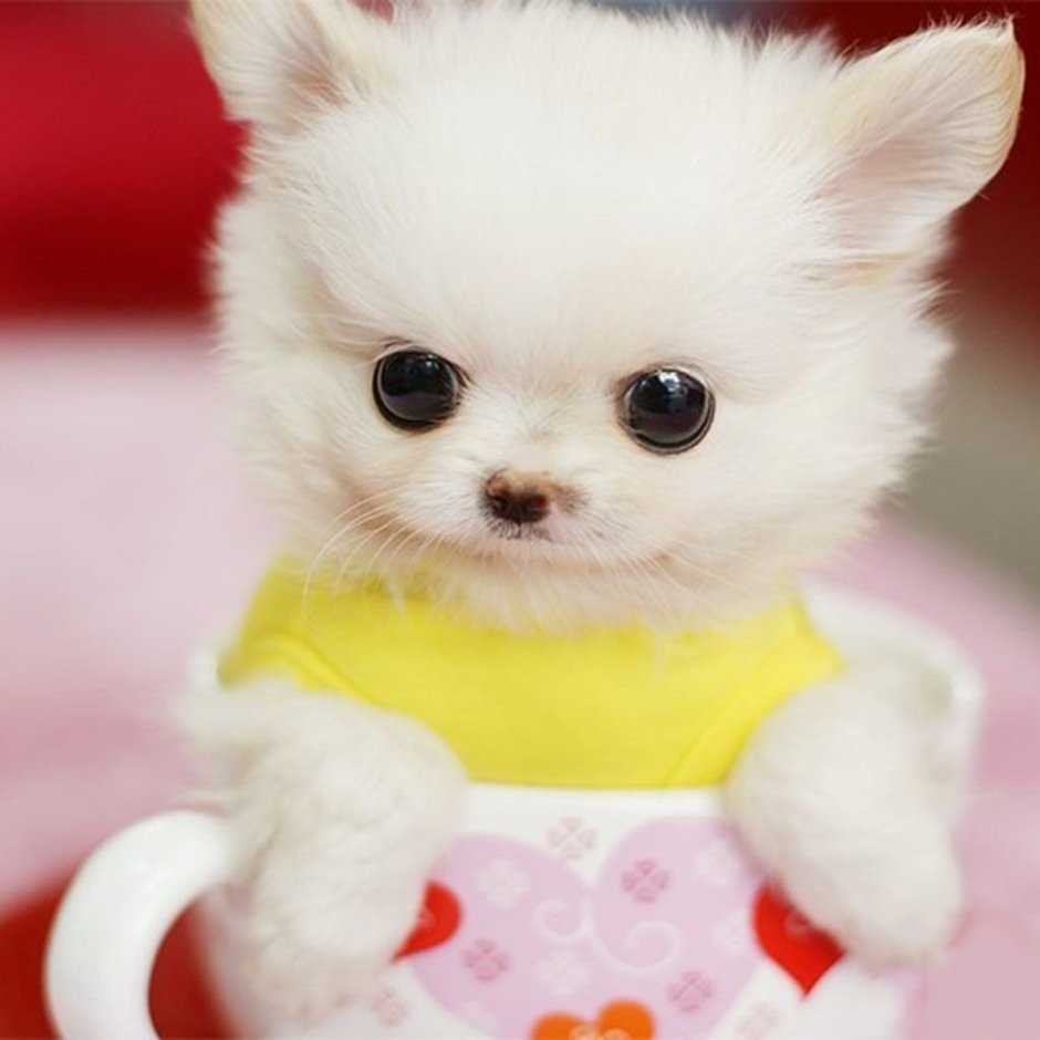 Маленькие собачки мини