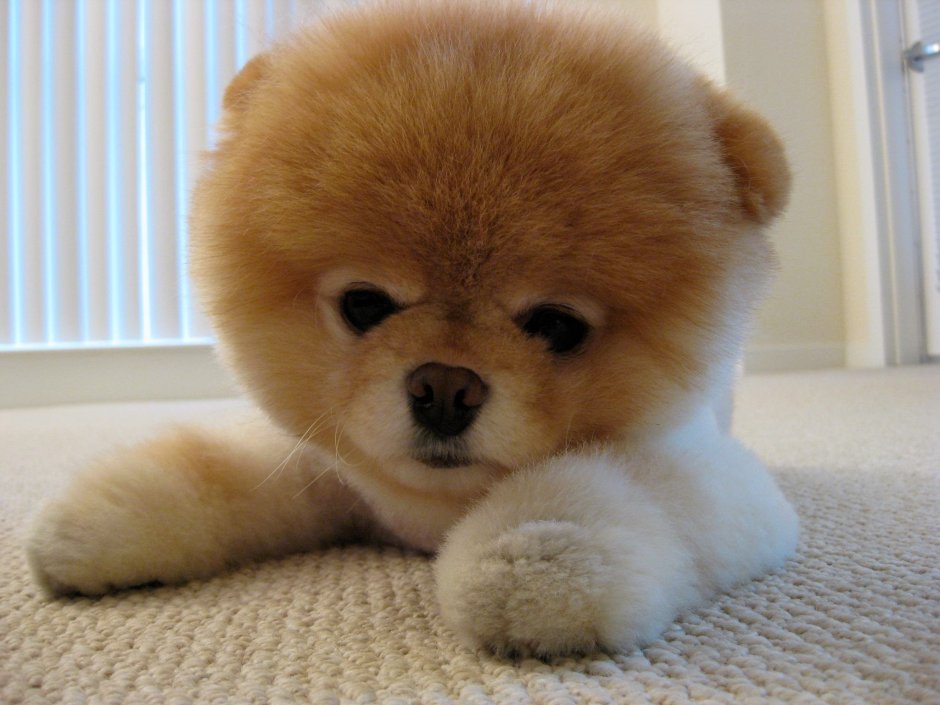 Японский шпиц Медвежонок