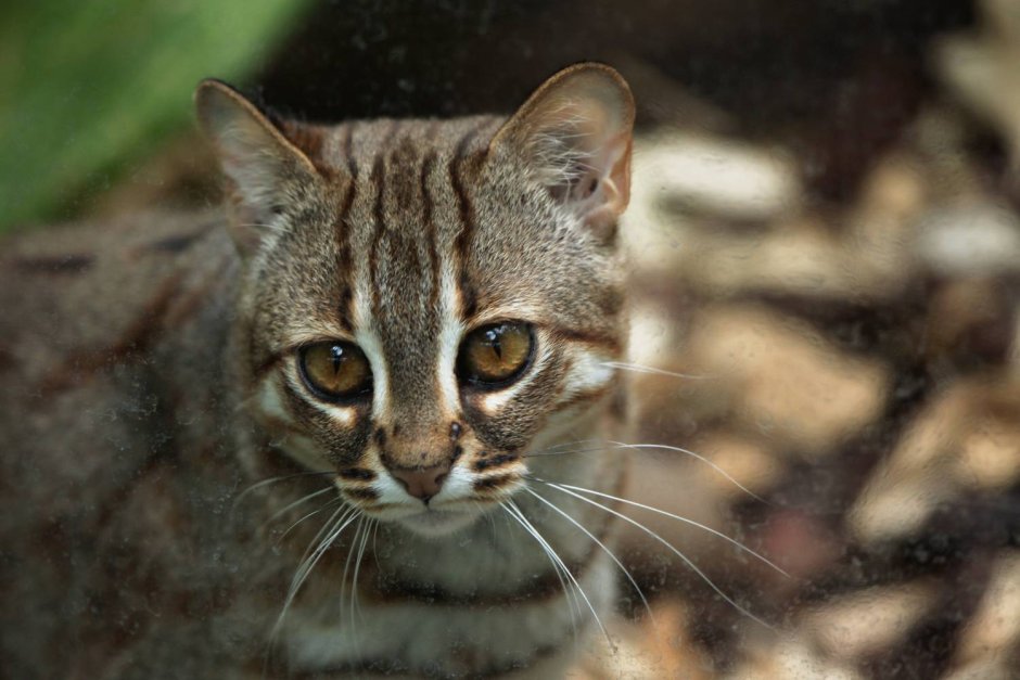 Rusty spotted Cat Kitten