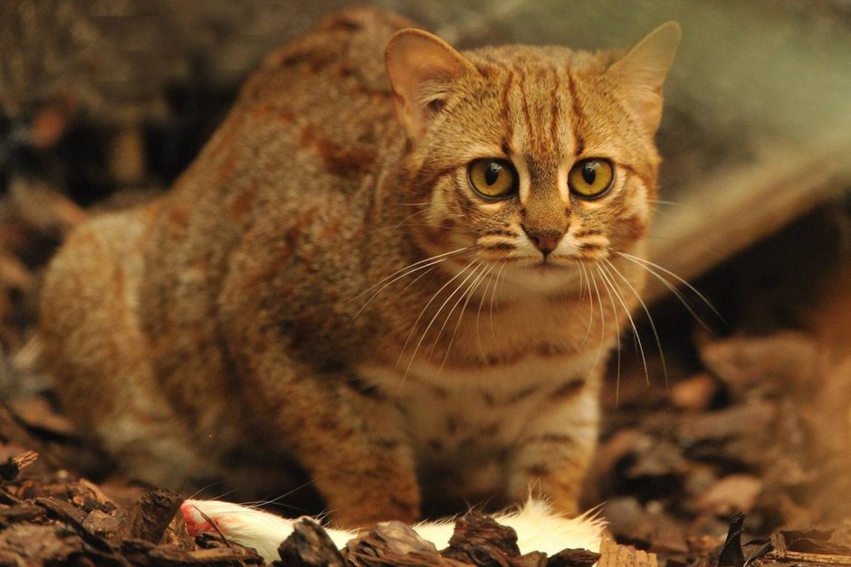 Африканский дикий кот черноногая кошка