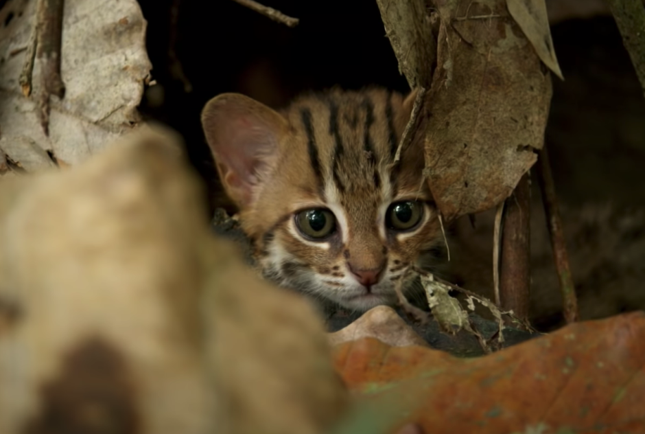 Ржавая кошка котята в руках