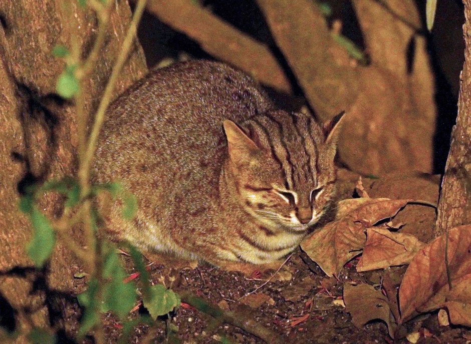 Rusty spotted Cat размер