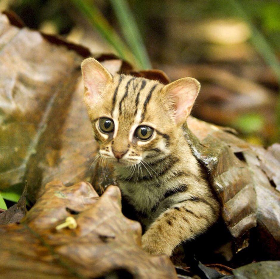 Суматранская кошка зубы