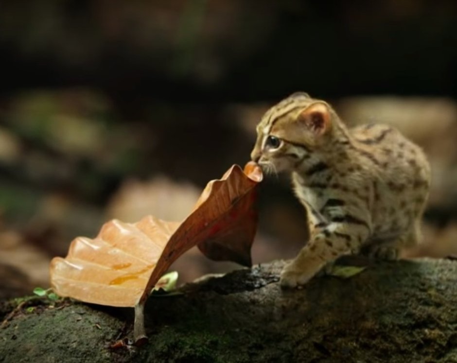 Ржавая кошка