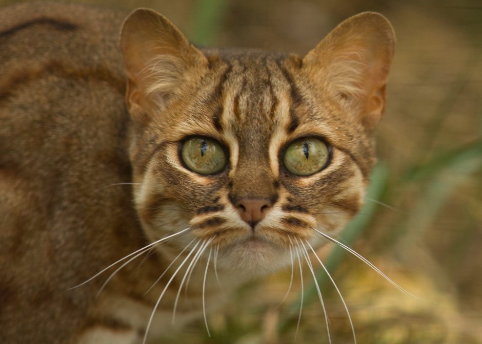 Ржавая кошка