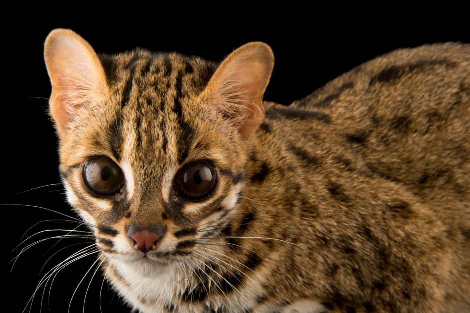 Рыжая пятнистая кошка Prionailurus rubiginosus