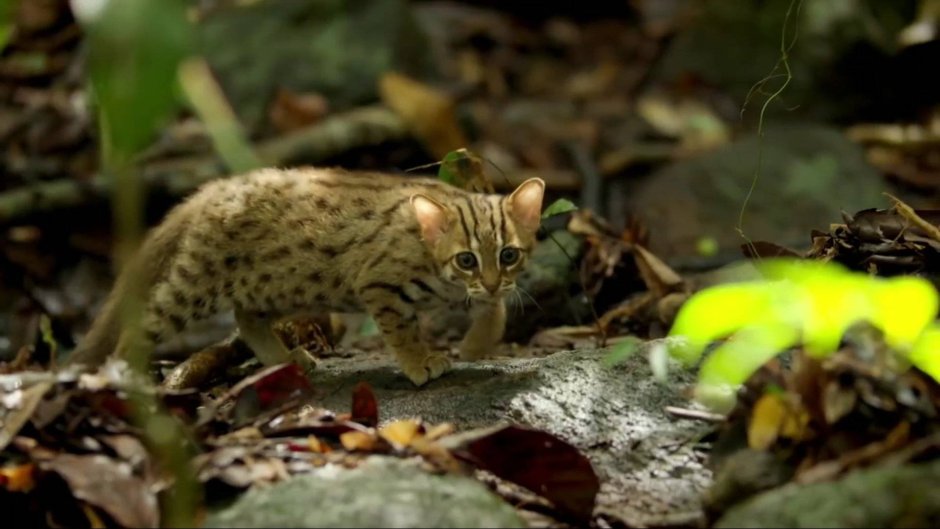 Рыжая пятнистая кошка Prionailurus rubiginosus
