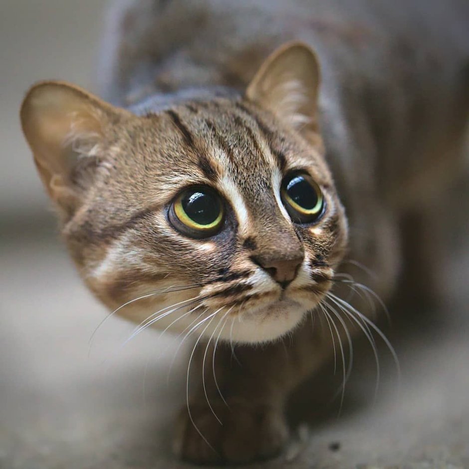 Рыжая пятнистая кошка Prionailurus rubiginosus