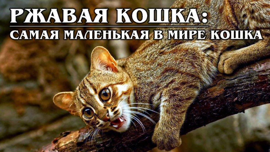 Ржавая кошка на ладони