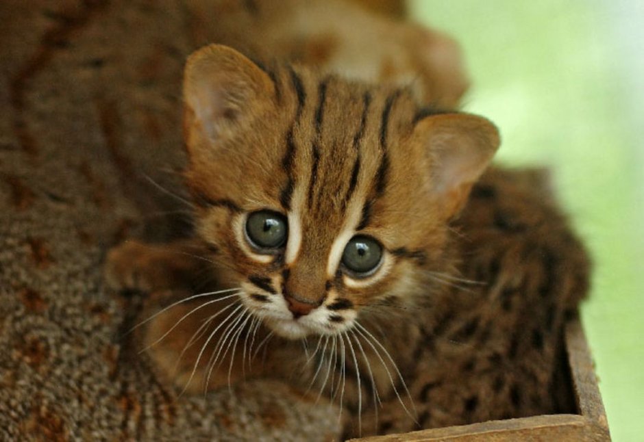 Ржавая кошка фото на ладони