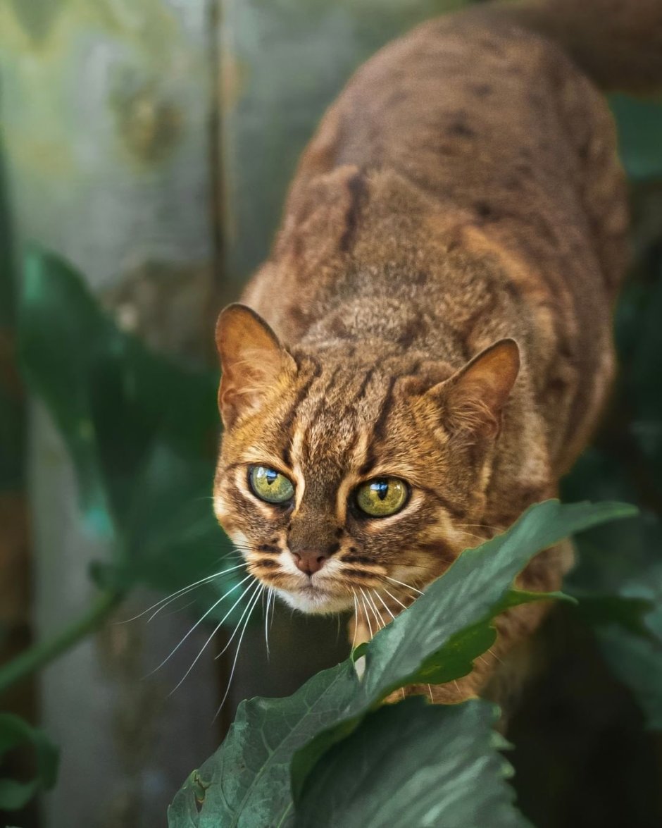 Ржавая кошка