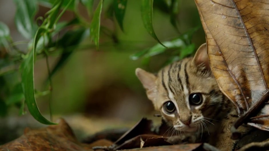 Rusty spotted Cat самая маленькая кошка