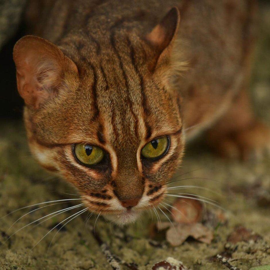 Prionailurus rubiginosus